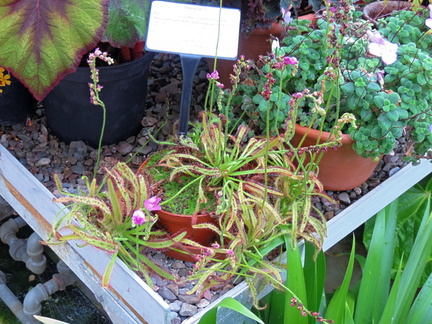Sundews