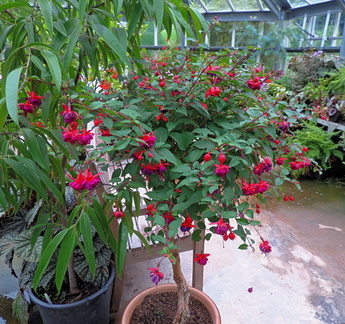 Flowering tree