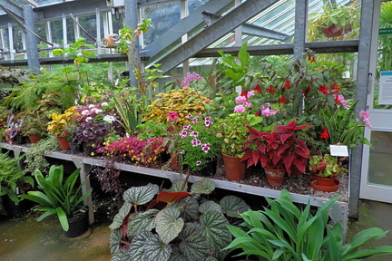 Potted plants