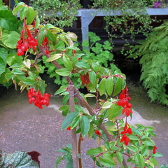 Red flowers