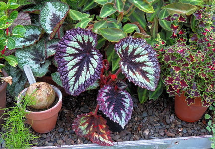 Leaves