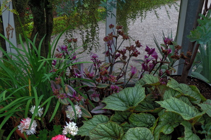 Plants