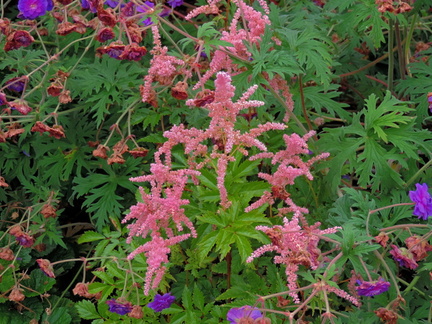 Pink flowers