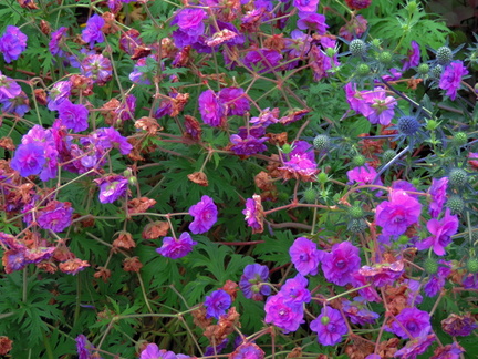 Purple flowers