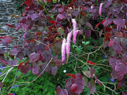 Pink flowers