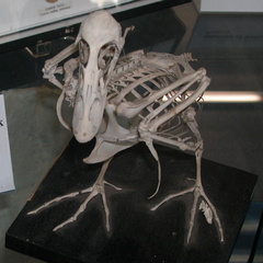 Duck skeleton