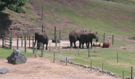 Elephants
