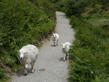 Sheep