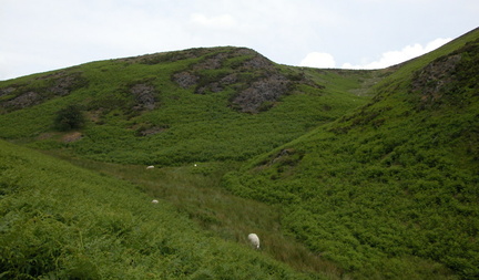 Sheep on the hillside