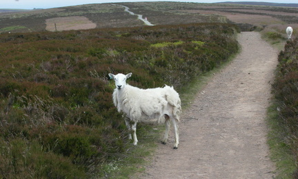 Mangy sheep