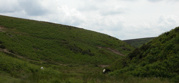 Valley with sheep