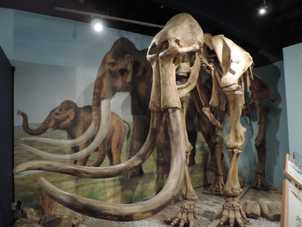 Mammoth skeleton