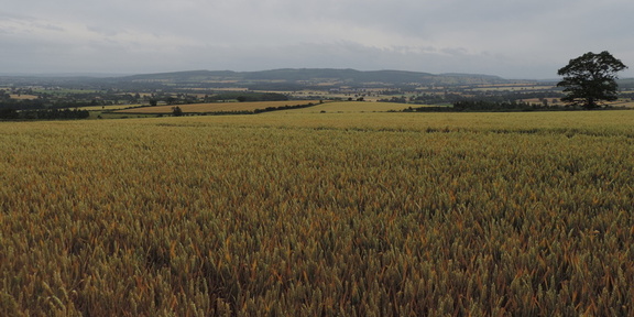 Across the fields