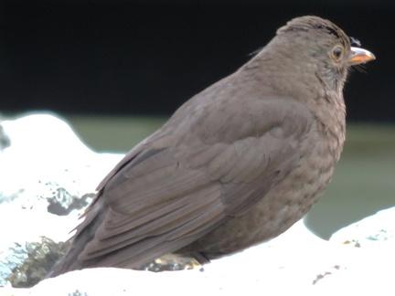 Bird