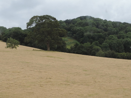 Hillside