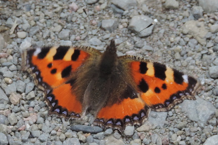 Butterfly