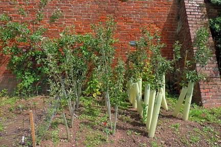 Plants