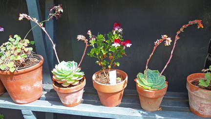 Pots
