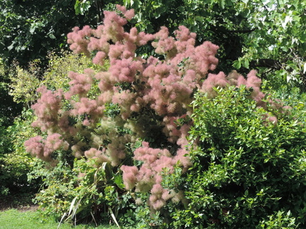 Fluffy bush