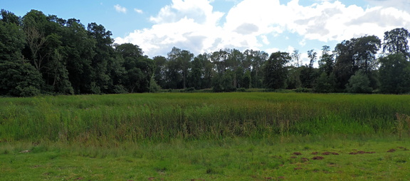 Field