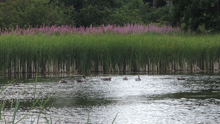 Geese