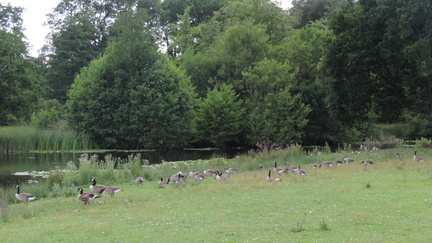 Geese