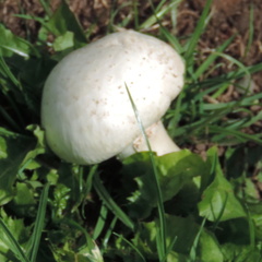 Mushroom
