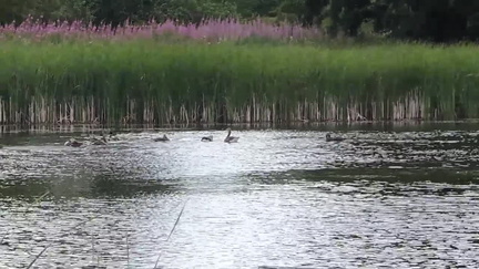 Geese