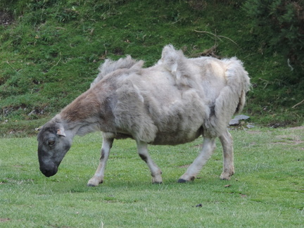 Sheep