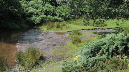 Stream