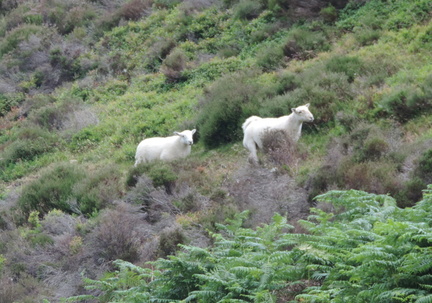 Sheep