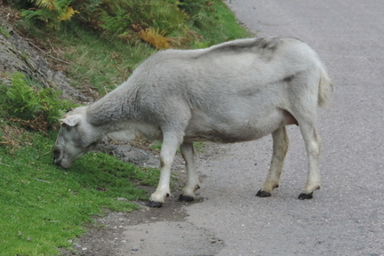 Sheep