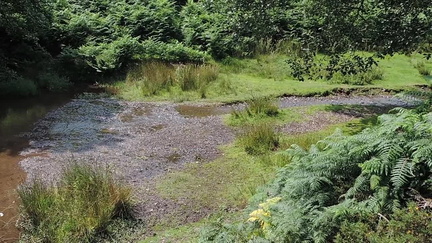 Stream