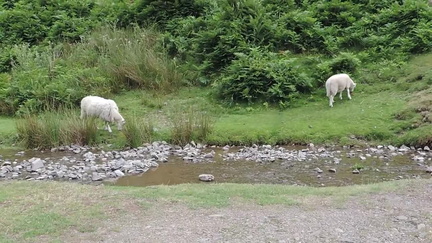 Sheep