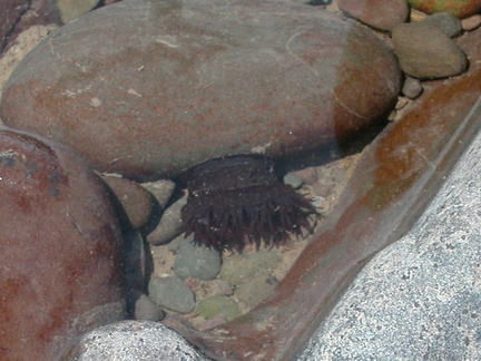 Anemone