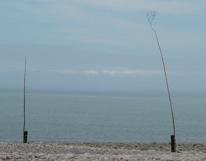 DeadTrees