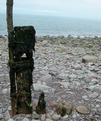Stumps