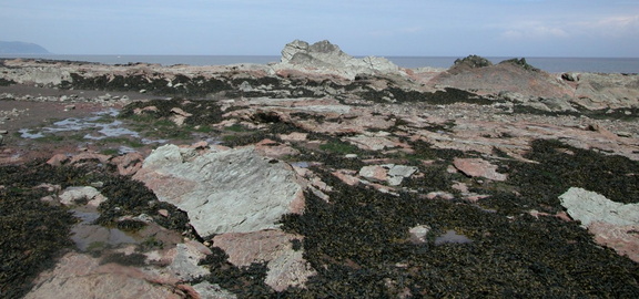 Seaweed on the rocks