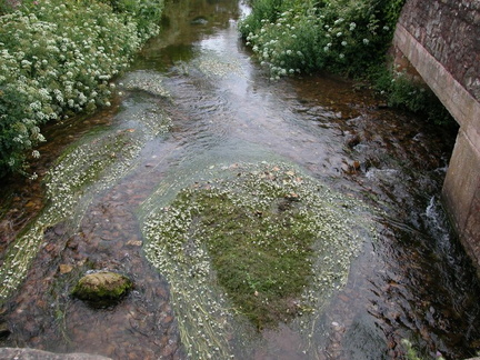 Stream