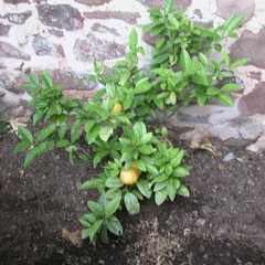 Lemon Tree
