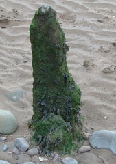 Stump