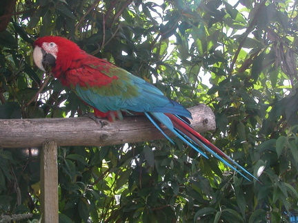 Parrot