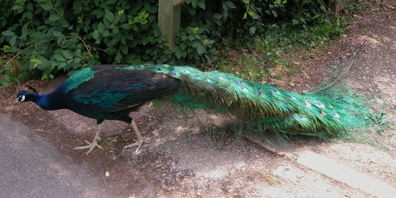 Peacock