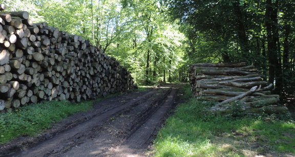 Logs