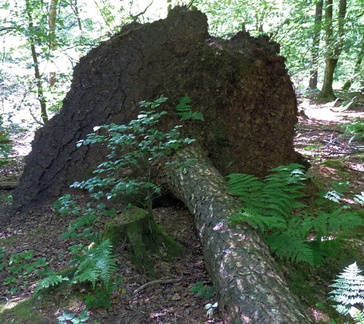 Fallen tree