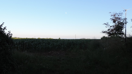 Field