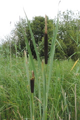 Bulrushes