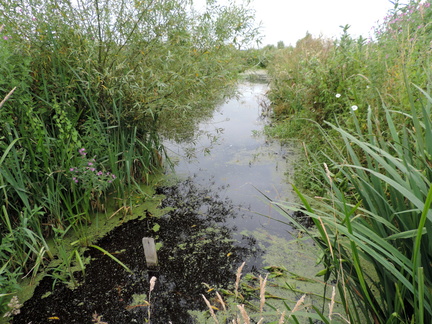 Stream