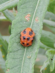 Ladybird