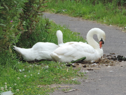Swans